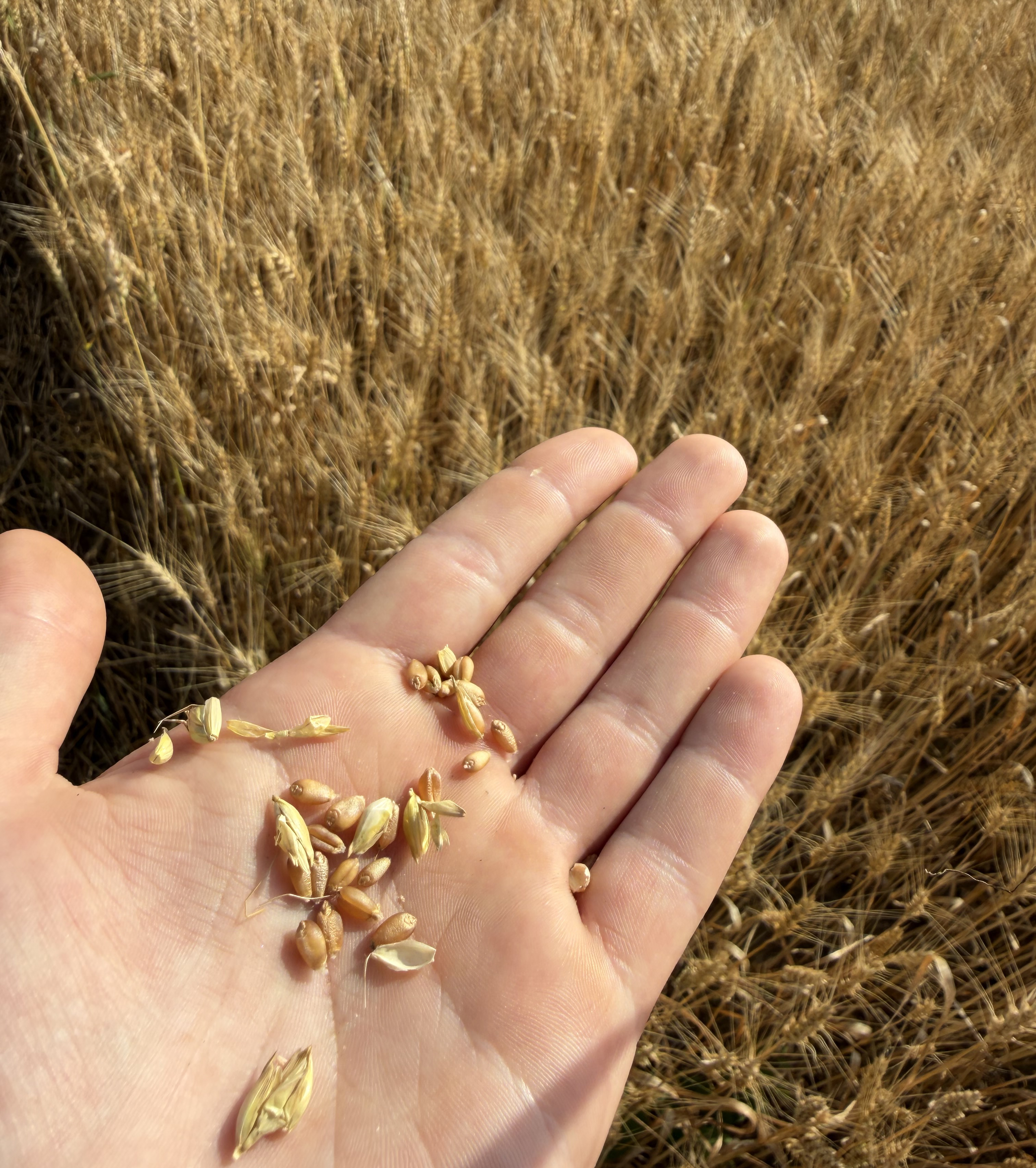 A handful of wheat kernels. 